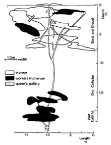 a profile of a nest of Pogonomyrmex rugosus