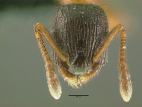 Leptothorax crassipilis head view