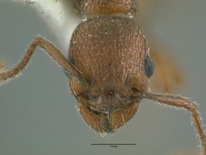 Myrmica brevispinosa head view