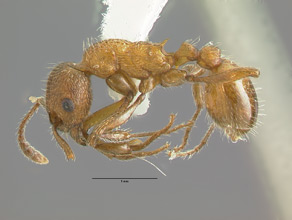 Myrmica brevispinosa, side view