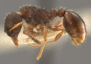 Myrmica tahoensis, side view
