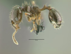 Pheidole bicarinata minor, side view