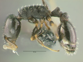 Temnothorax neomexicanus side view, worker
