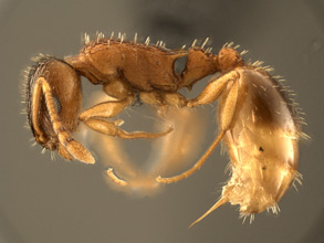 Temnothorax rugatulus, side view
