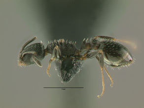Temnothorax tricarinatus side view, worker