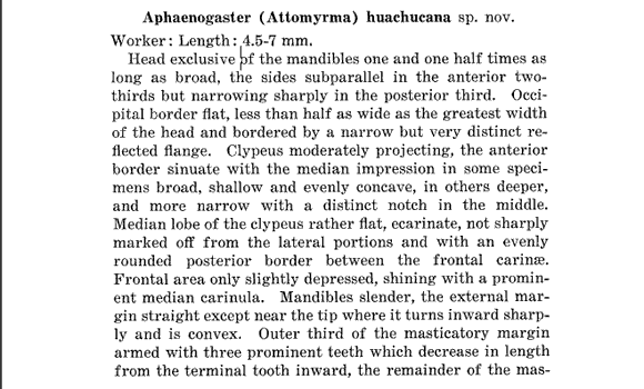 the original species description for Aphaenogaster huachucana (first page)