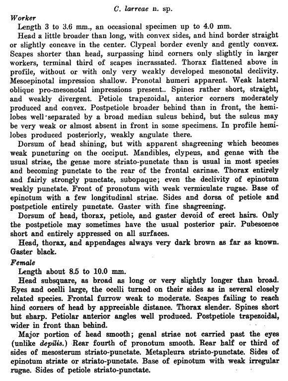 the original species description for Crematogaster larreae (first page)