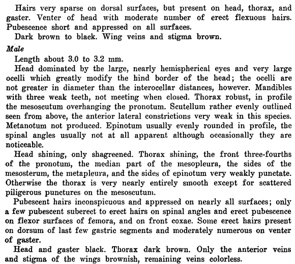 species description for Crematogaster larreae (second page)