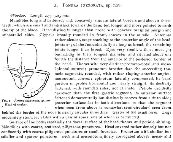 the original species description for Hypoponera inexorata (first page)