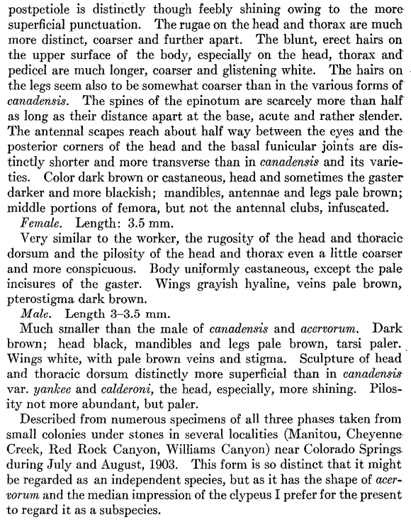 species description for Leptothorax crassipilis (second page)