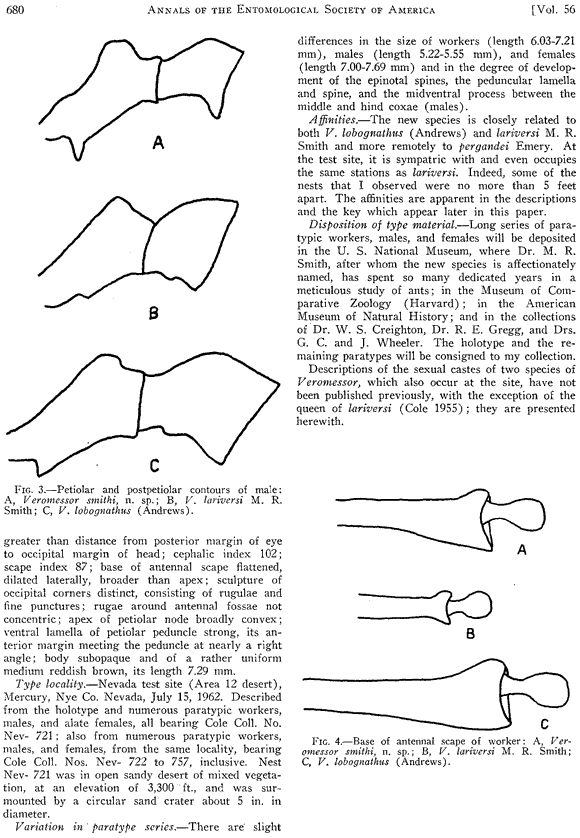 Messor smithi description (third page)