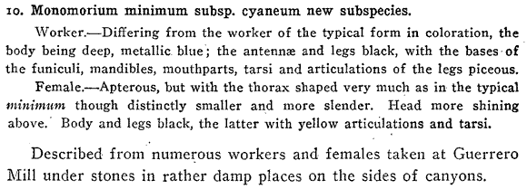 the original species description for Monomorium cyaneum (first page)