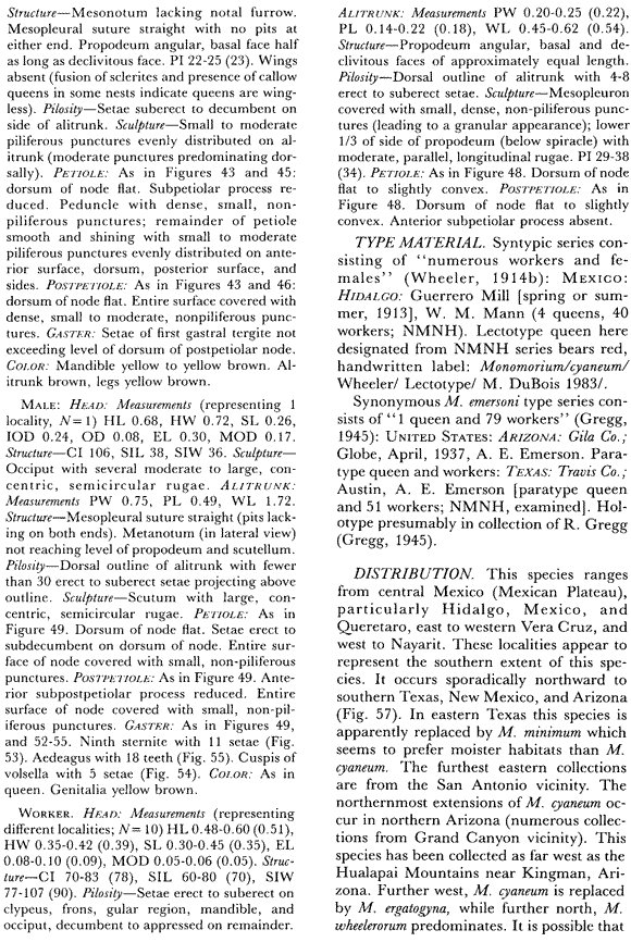 species description for Monomorium cyaneum (second page)
