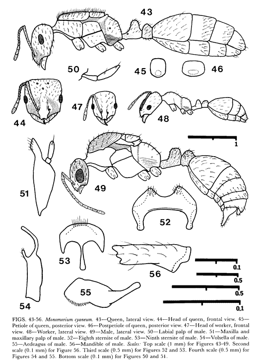 Monomorium cyaneum description (third page)