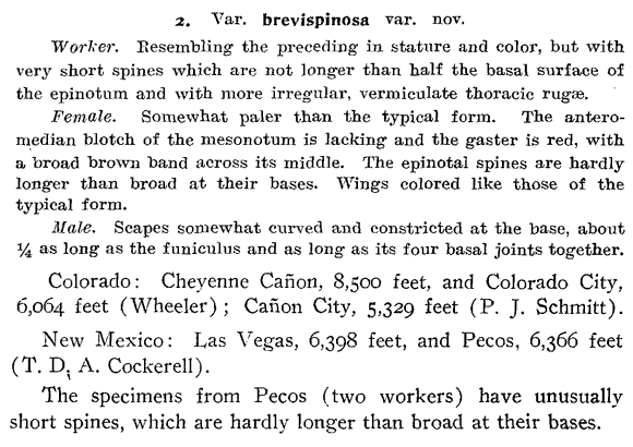 the original species description for Myrmica brevispinosa (first page)