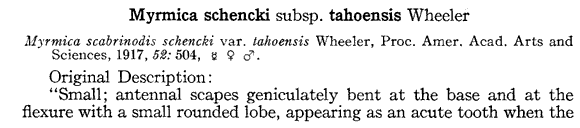 the original species description for Myrmica tahoensis (first page)
