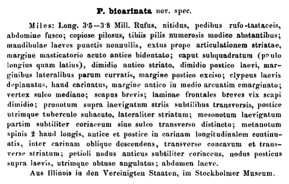 the original species description for Pheidole bicarinata (first page)