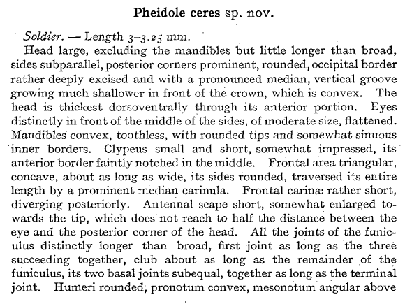 the original species description for Pheidole ceres (first page)