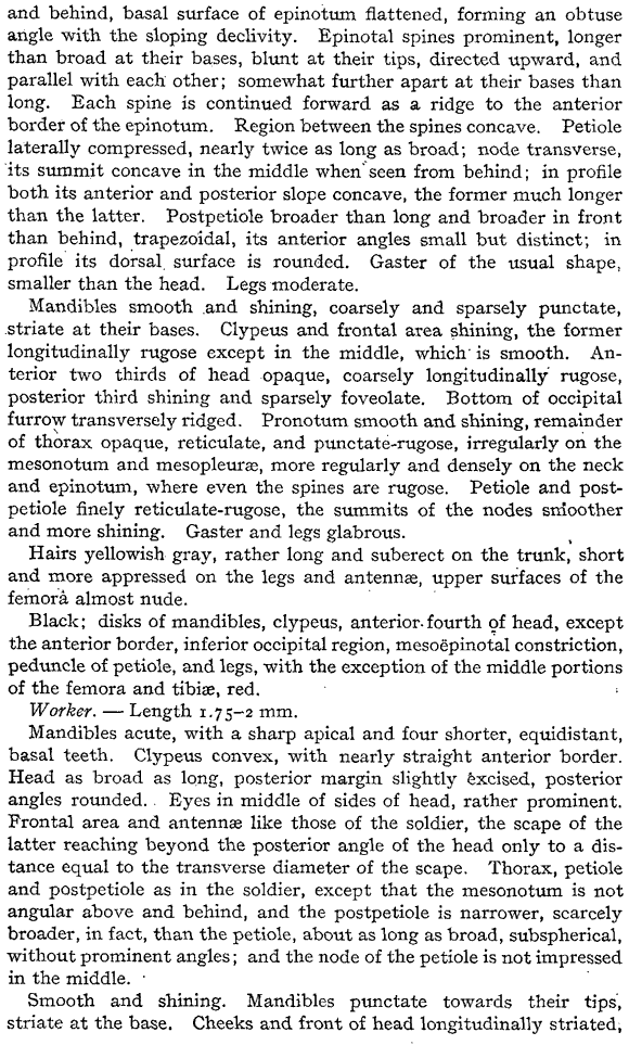 species description for Pheidole ceres (second page)