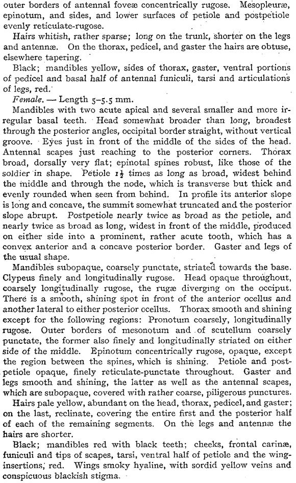 Pheidole ceres description (third page)