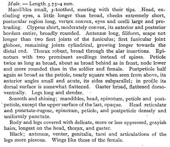 original description for Pheidole ceres (fourth page)