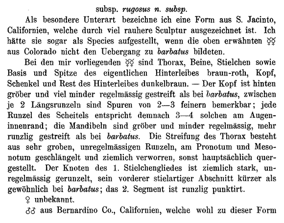 the original species description for Pogonomyrmex rugosus (first page)