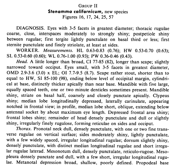 the original species description for Stenamma californicum (first page)