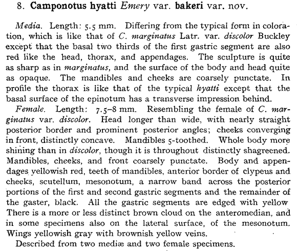 the original species description for Camponotus bakeri (first page)